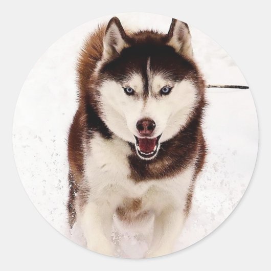 Stickers Husky Sibérien (Devant)