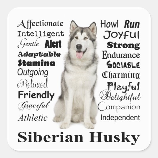 Stickers Husky Traits (Devant)