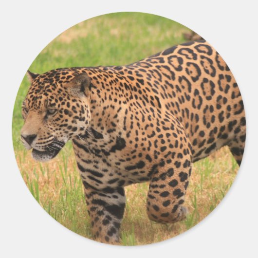 Stickers Jaguar (Devant)