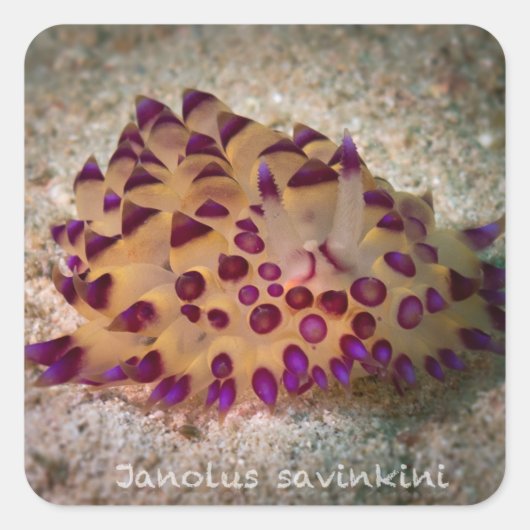 Stickers Janolus savinkini (Devant)
