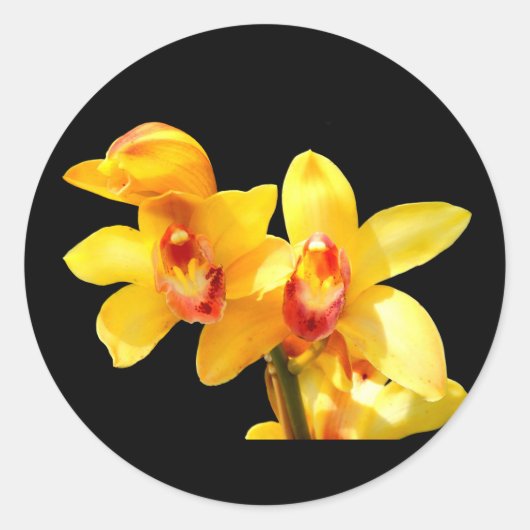 Stickers Jaune Cymbidium (Devant)