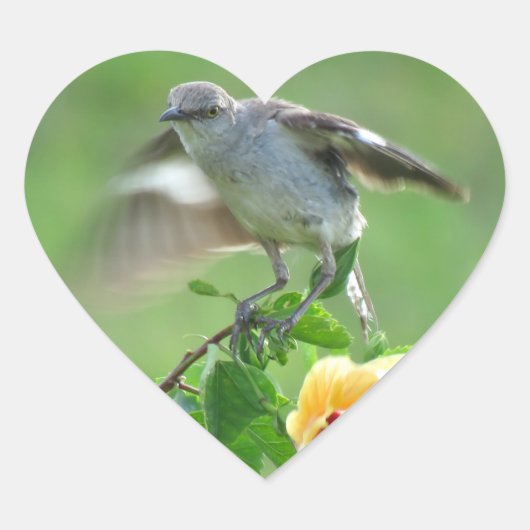 Stickers Jeune oiseau Mockingbird (Devant)