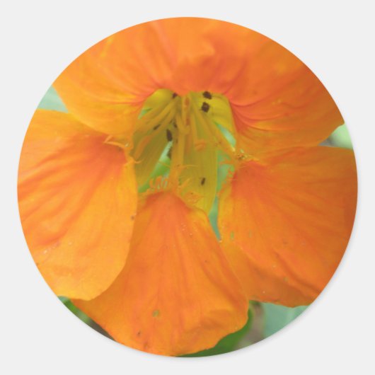 Stickers Joli Nasturtium Orange (Devant)