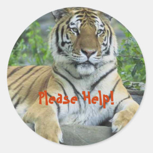 Stickers Joyaux Jungle