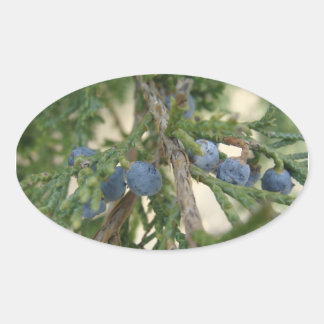 Stickers Juniper Berry