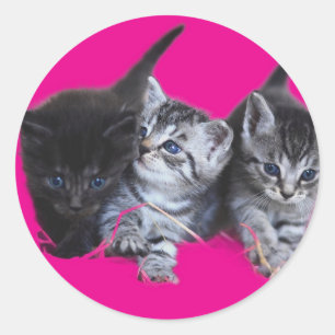 Stickers kattenliefhebbers