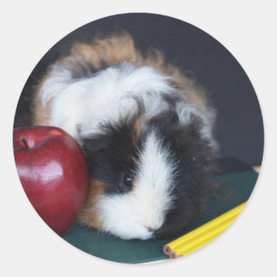 Stickers Kids School Guinea Pig