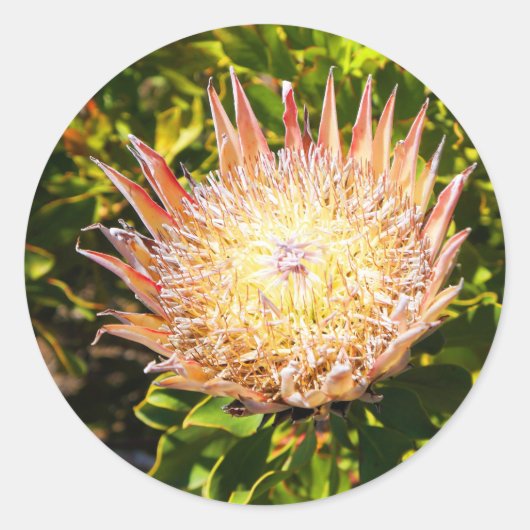 Stickers King Protea #3 (Devant)