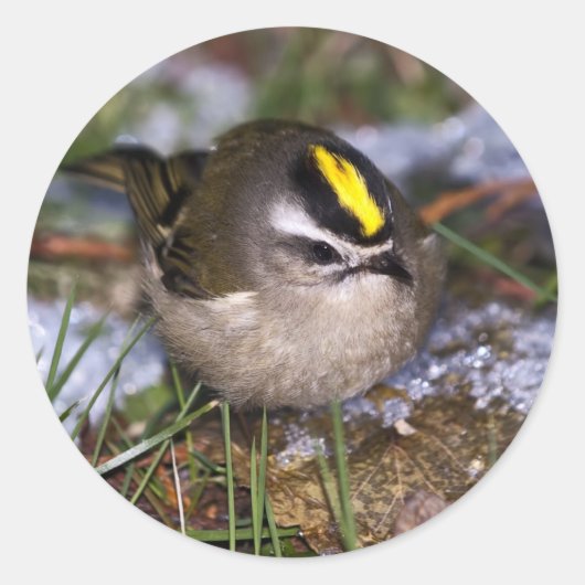 Stickers Kinglet couronné d'or (Devant)