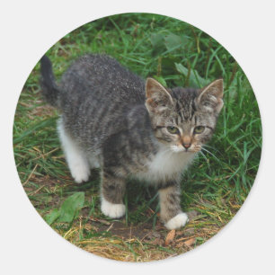 Stickers Kitten tigres