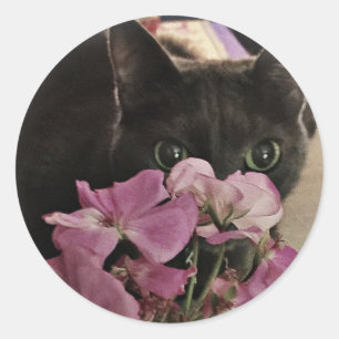 Stickers Kitty Peek-a-Boo