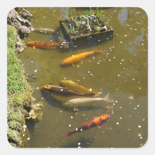 Stickers Koi Fish #3 (Devant)