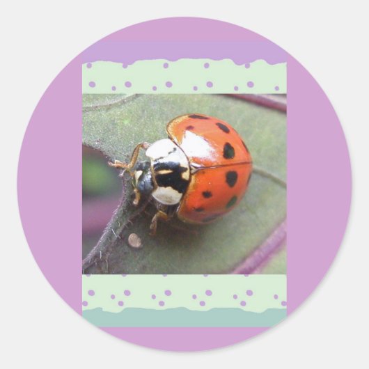 Stickers Ladybug (Devant)