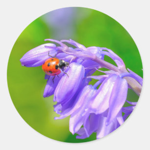 Stickers Ladybug sur Bluebells