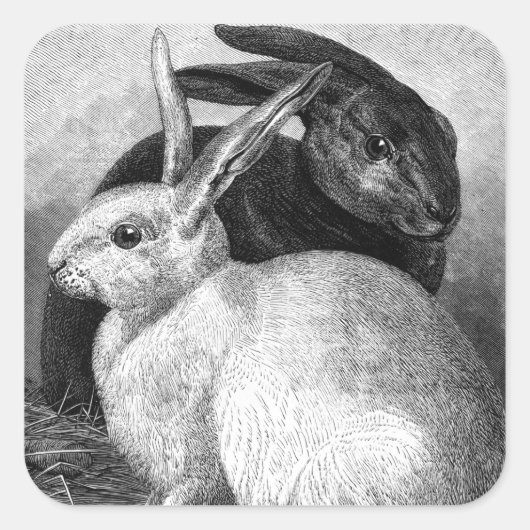 Stickers Lapins (Devant)
