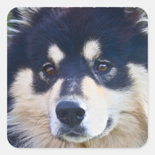 Stickers Lapphund Finlandais doux (Devant)