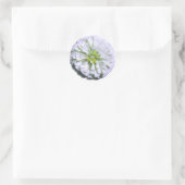 Stickers - Lemony White Zinnia (Sac)