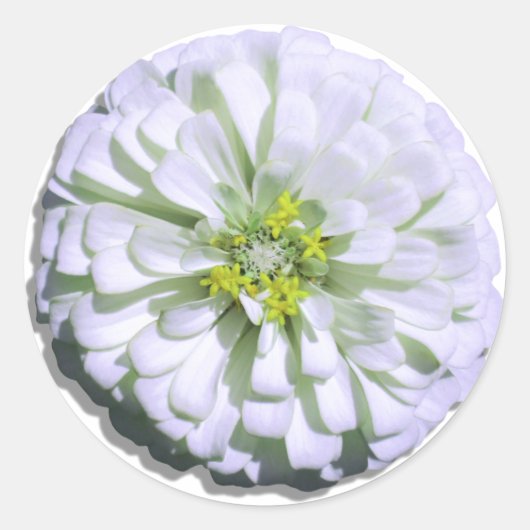 Stickers - Lemony White Zinnia (Devant)