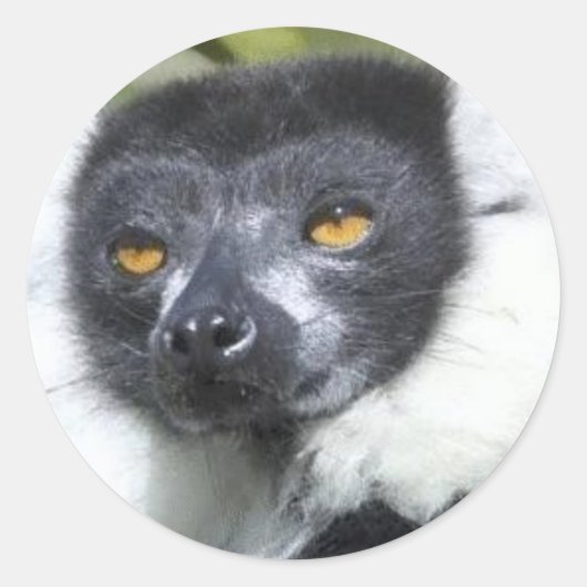 Stickers Lemur (Devant)