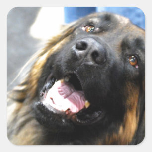 Stickers Leonberger