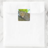 Stickers Leopard de Tanzanie (Sac)