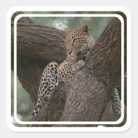 Stickers Leopard Habitat (Devant)