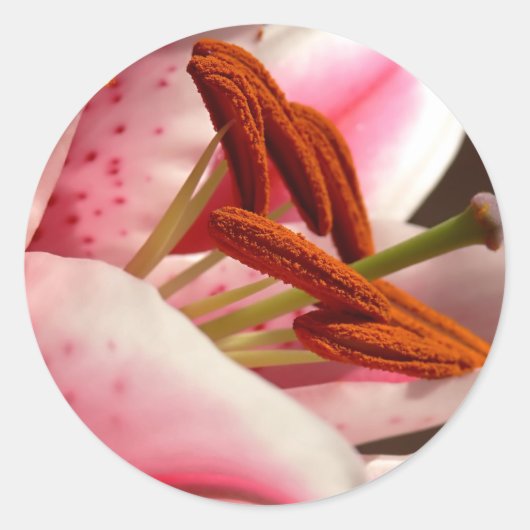Stickers Lily Stargazer (Devant)