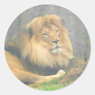 Stickers Lion