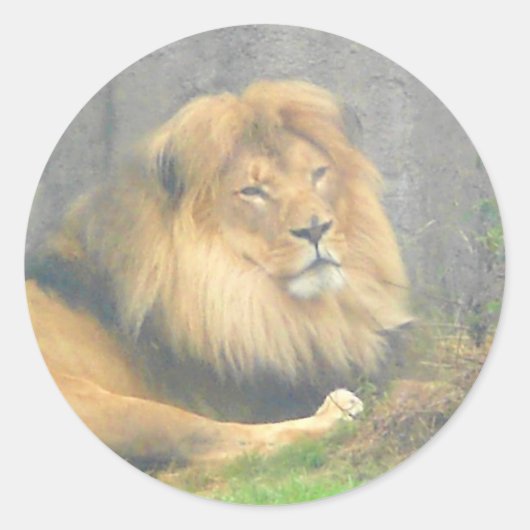Stickers Lion (Devant)