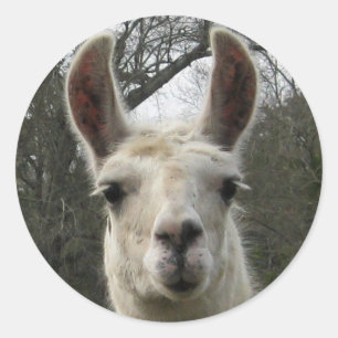 Stickers Llama mignons