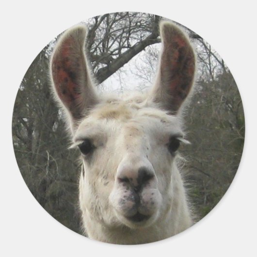 Stickers Llama mignons (Devant)