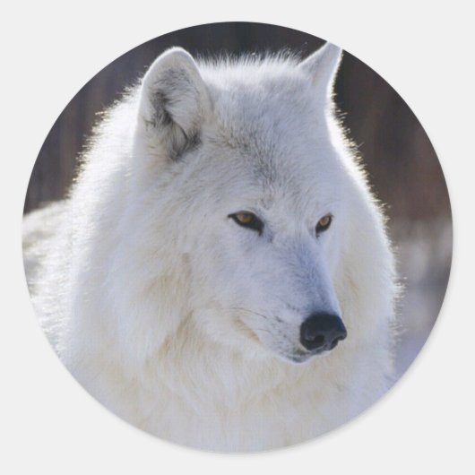 Stickers Loup blanc arctique (Devant)