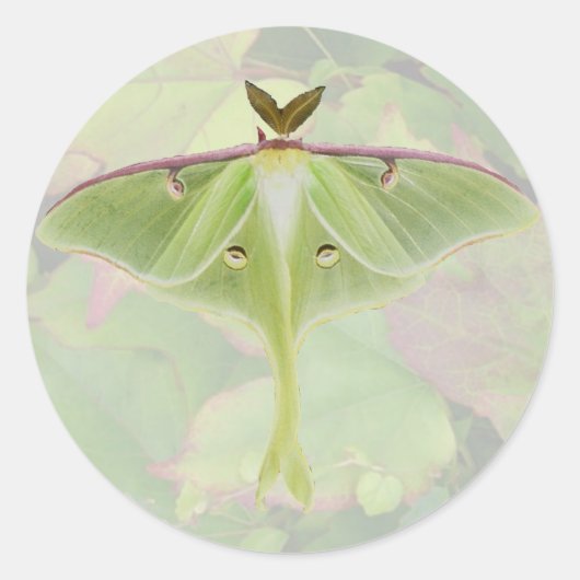 Stickers Luna Moth (Devant)