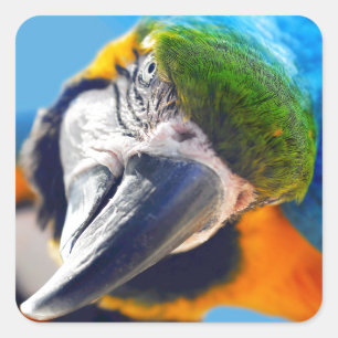 Stickers Macaw bleu et jaune