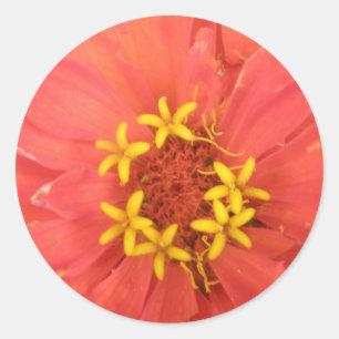 Stickers Macro Red Zinnia