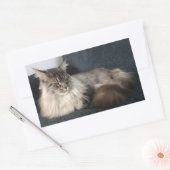 Stickers Maine Coon Cat (Enveloppe)