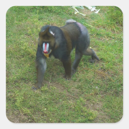 Stickers Mandrill #5 (Devant)