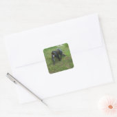 Stickers Mandrill #5 (Enveloppe)