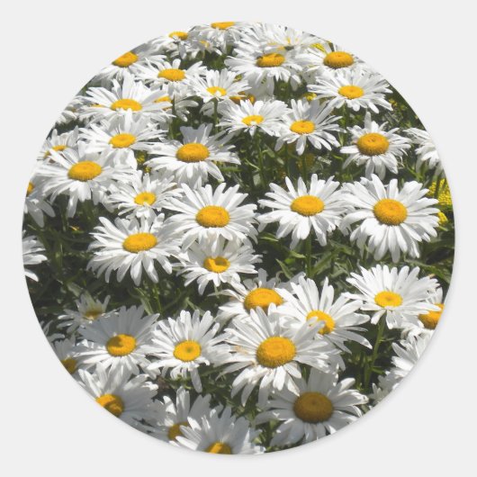 Stickers marguerite (Devant)