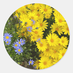 Stickers marguerites violettes et jaunes