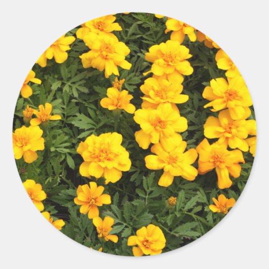 Stickers Marigold Flower (Devant)