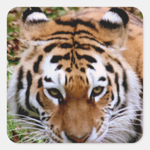 Stickers Marqueurs de tigres