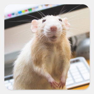 Stickers Marty Mouse - Stand' Tall