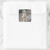 Stickers Meerkat Poits (Sac)