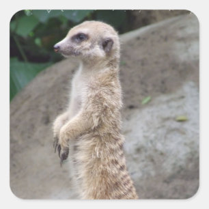 Stickers Meerkat Poits