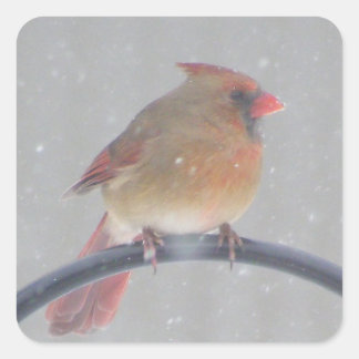 STICKERS MET KARDINAAL