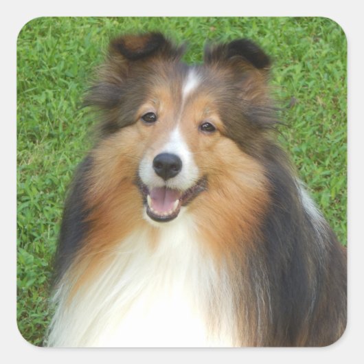stickers met lachende Sheltie (Voorkant)
