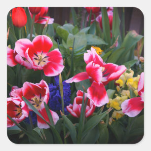 Stickers met rode en witte tulpen