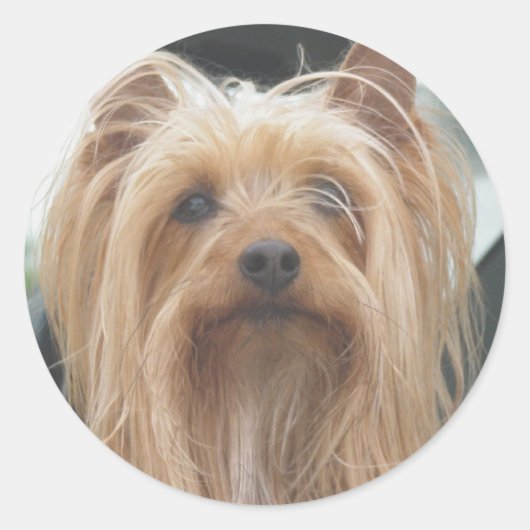 Stickers mignon Doggie (Devant)