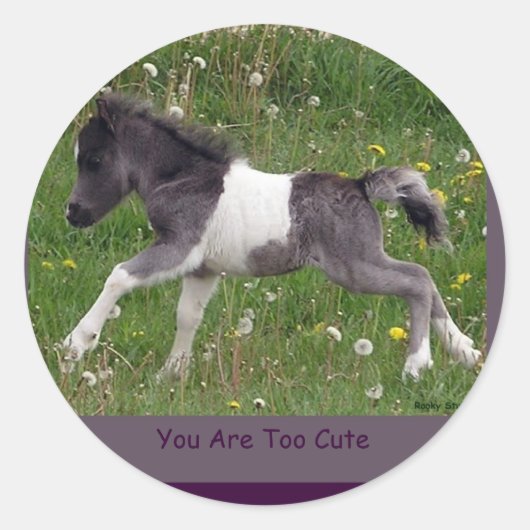 Stickers Mini Cheval Pinto Baby (Devant)